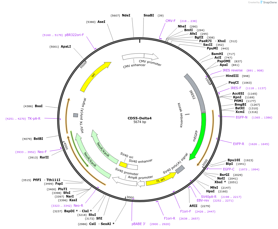 220873-plasmid-map-sequence-id-443042