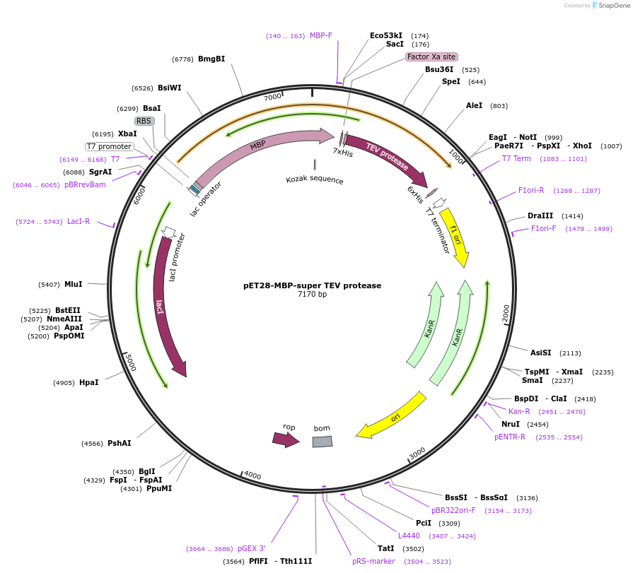 171782-plasmid-map-sequence-id-443047