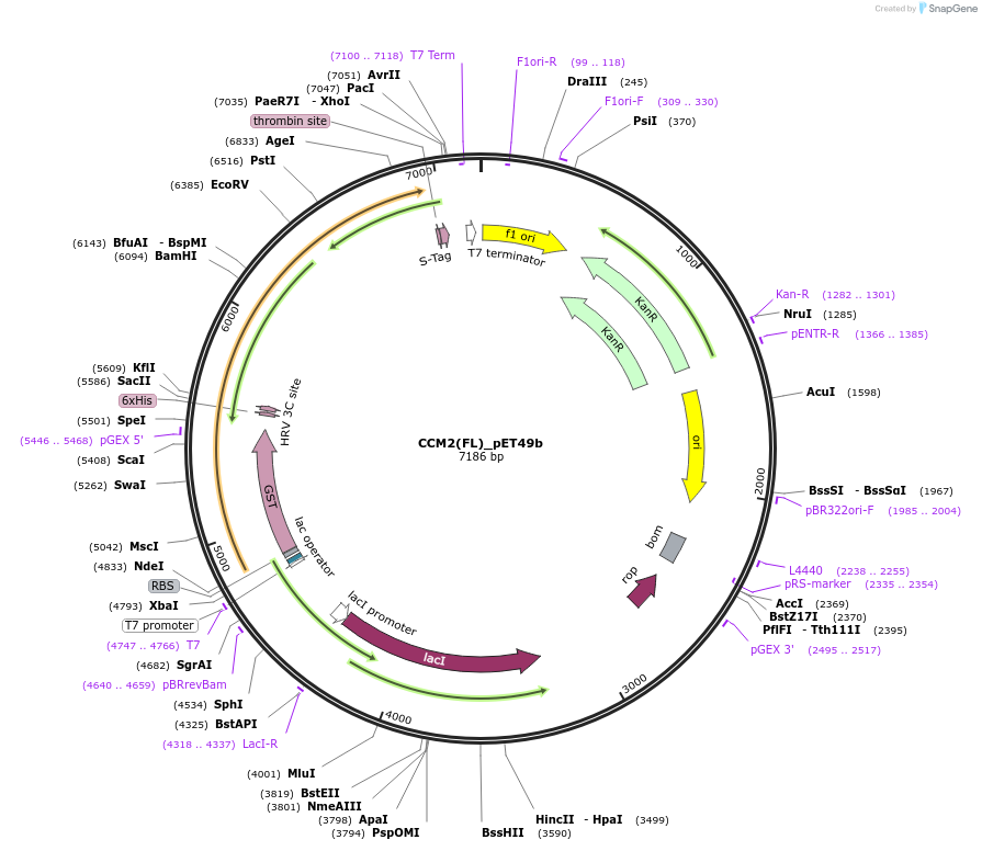 224066-plasmid-map-sequence-id-443083
