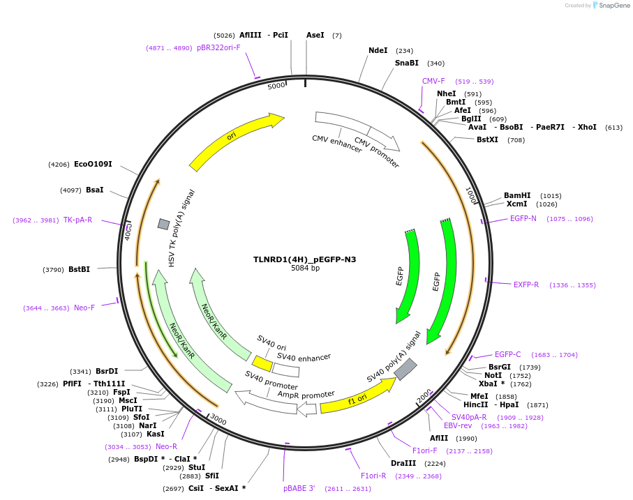 224067-plasmid-map-sequence-id-443084