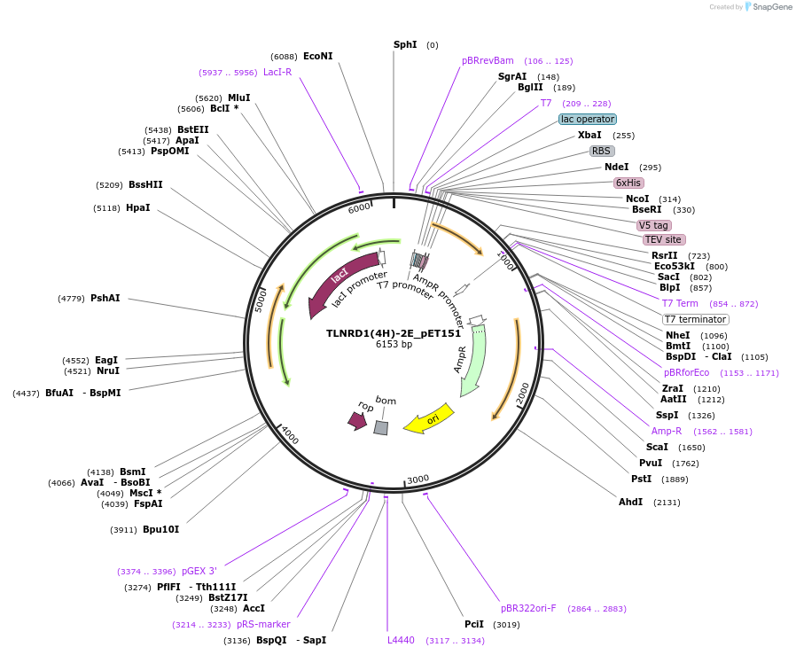 224068-plasmid-map-sequence-id-443085
