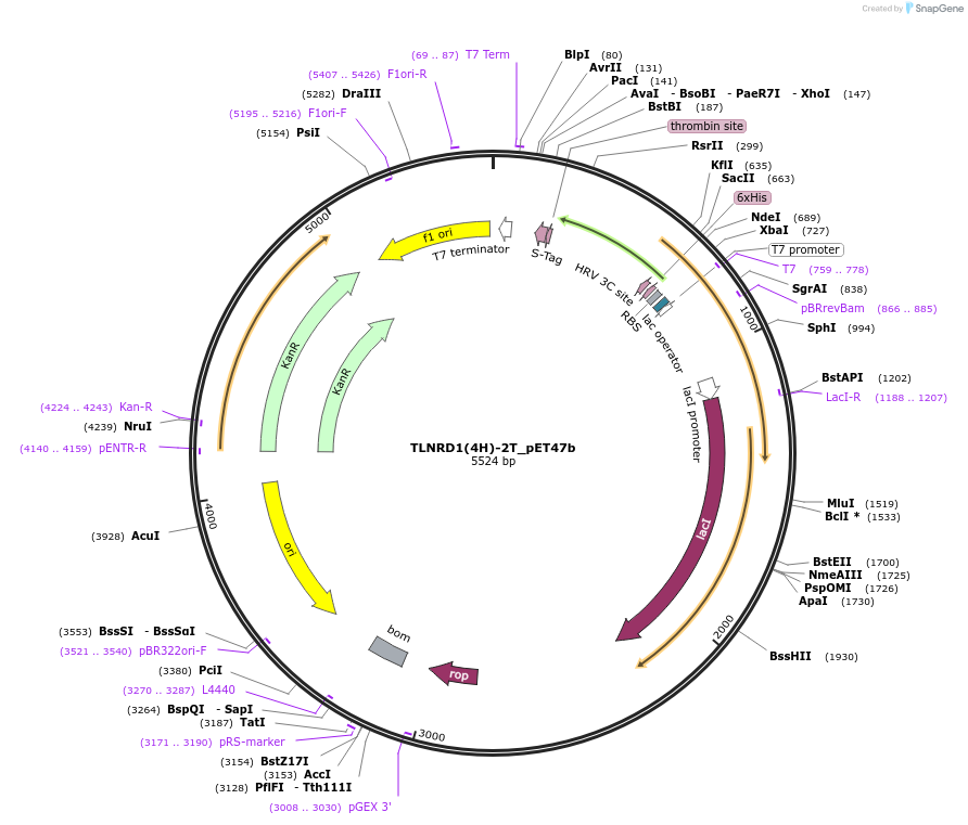 224069-plasmid-map-sequence-id-443086