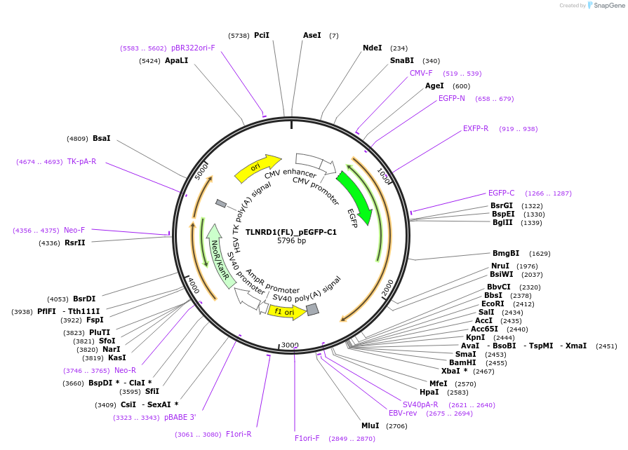 224070-plasmid-map-sequence-id-443087
