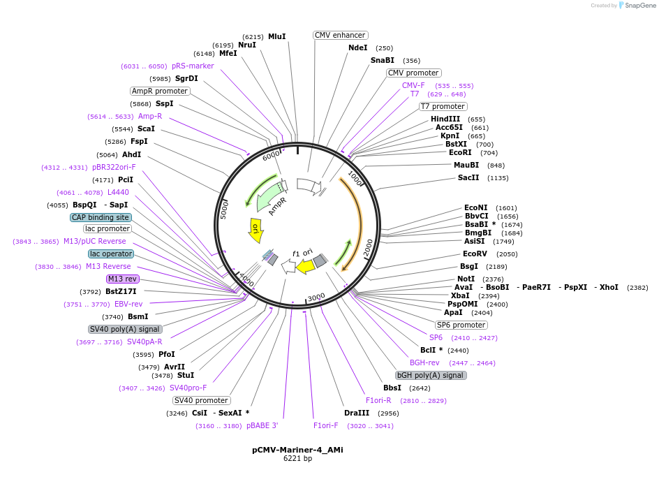 217145-plasmid-map-sequence-id-443089