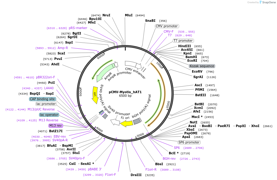 217146-plasmid-map-sequence-id-443090