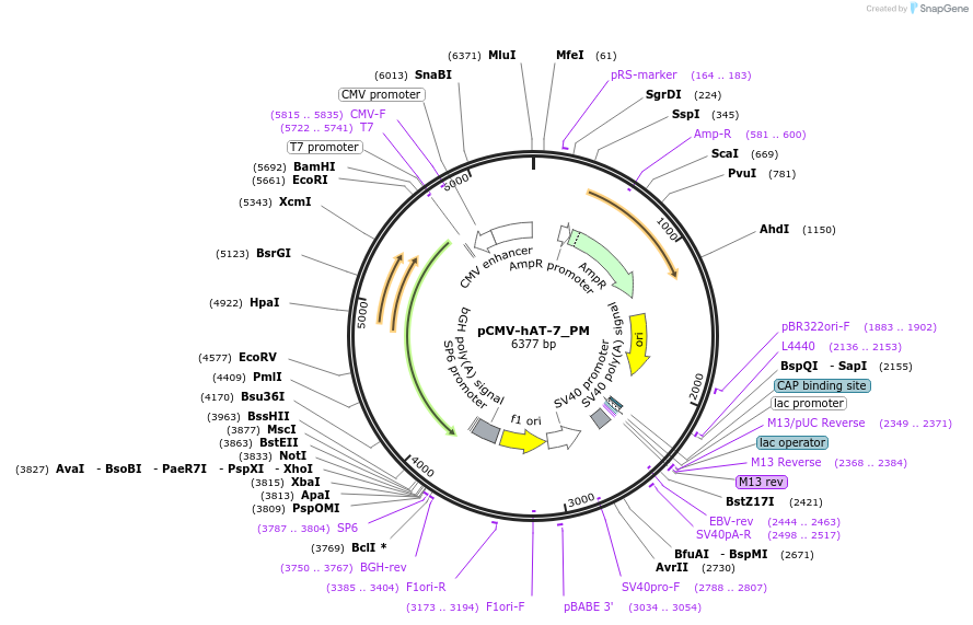 217147-plasmid-map-sequence-id-443091