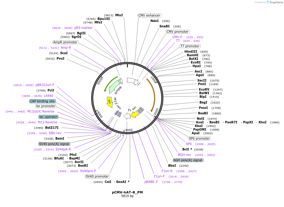 217149-plasmid-map-sequence-id-443092