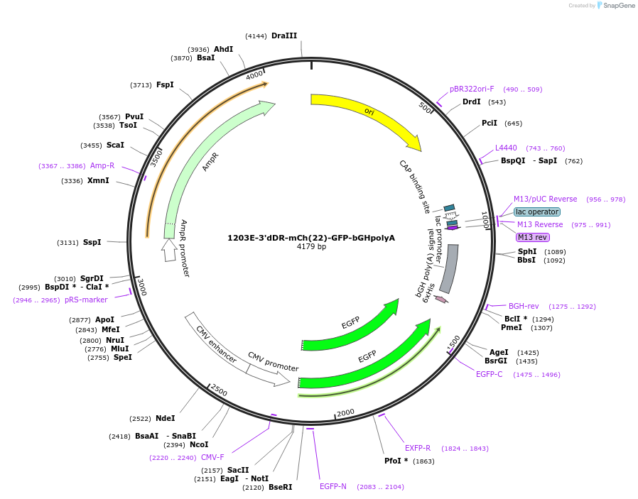 221535-plasmid-map-sequence-id-443095