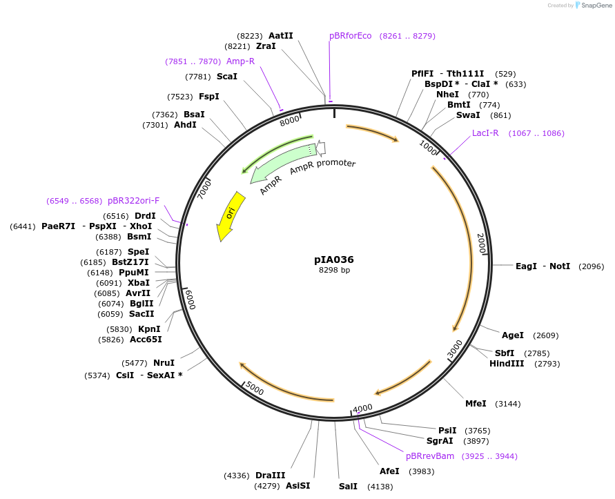 200425-plasmid-map-sequence-id-443100