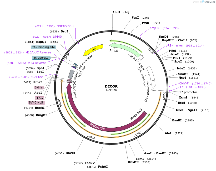 219545-plasmid-map-sequence-id-443101