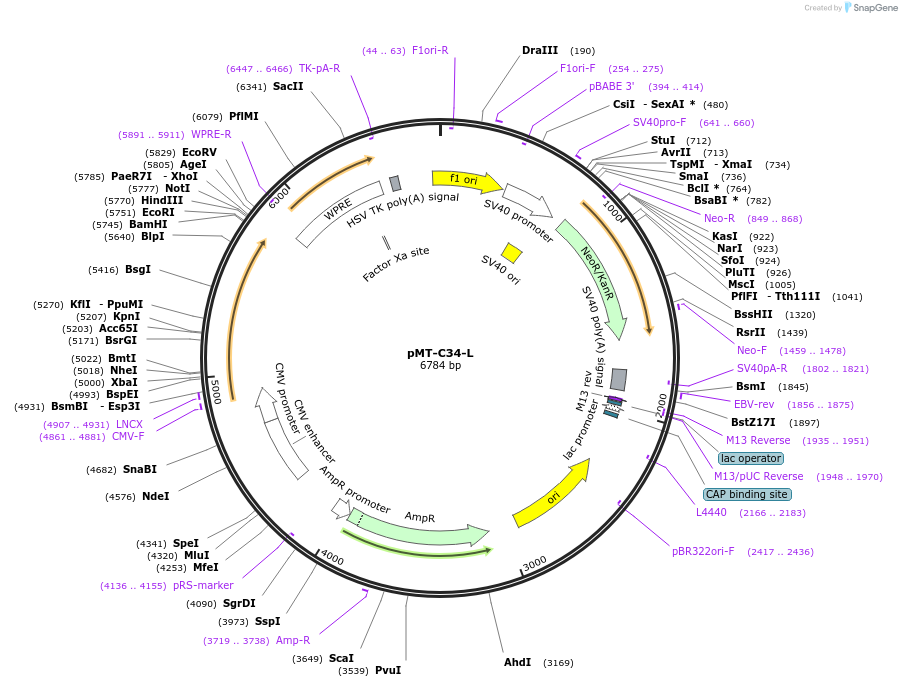 223967-plasmid-map-sequence-id-443104