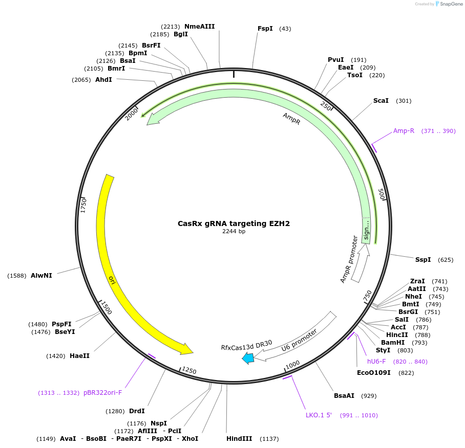 219655-plasmid-map-sequence-id-443109