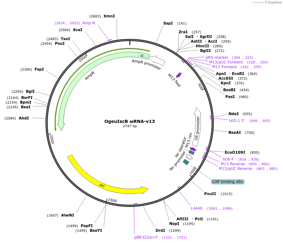 219634-plasmid-map-sequence-id-443112