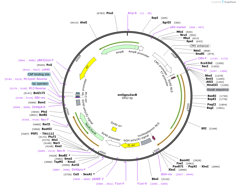 219636-plasmid-map-sequence-id-443116