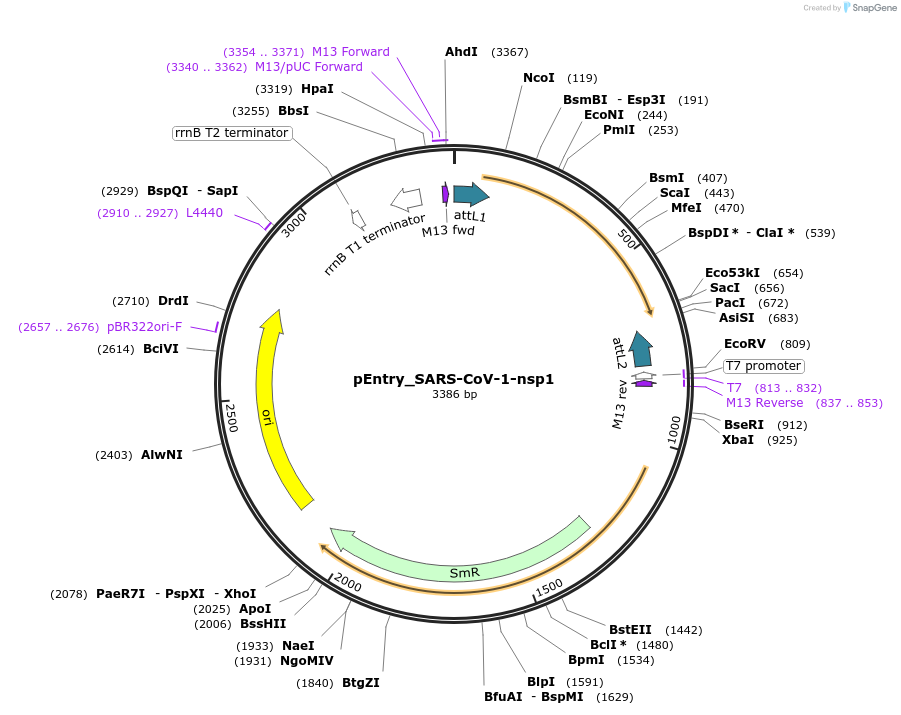 168841-plasmid-map-sequence-id-443117