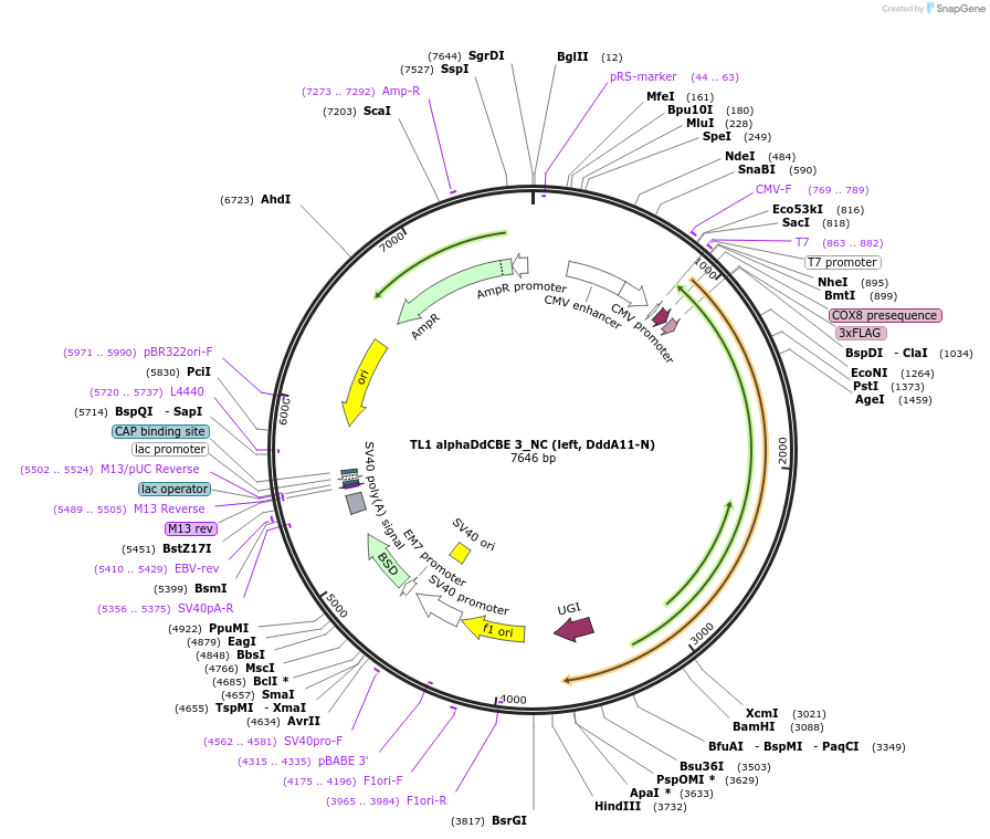 222004-plasmid-map-sequence-id-443120