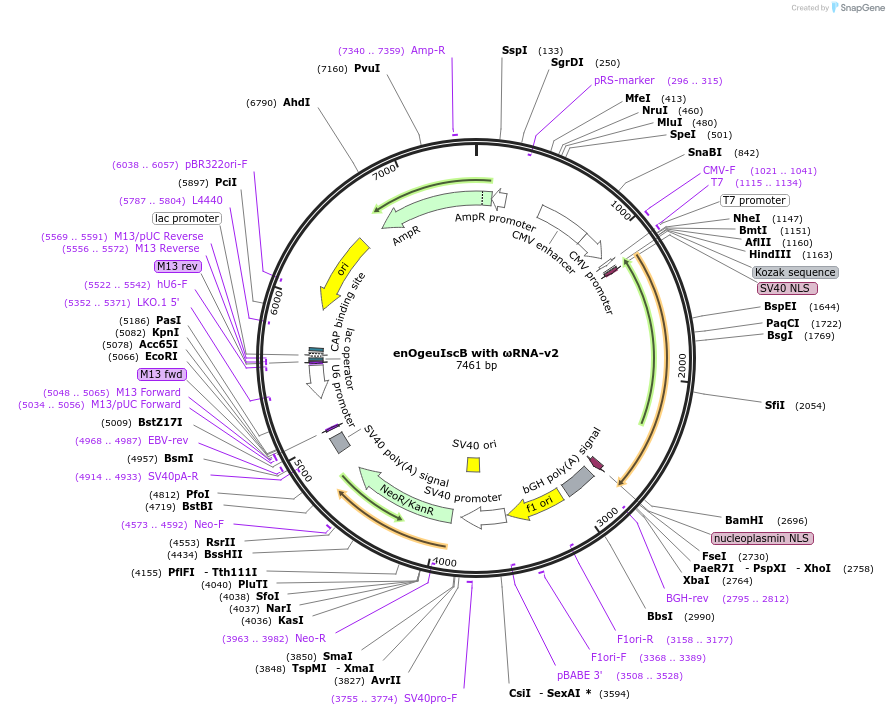 220939-plasmid-map-sequence-id-443121