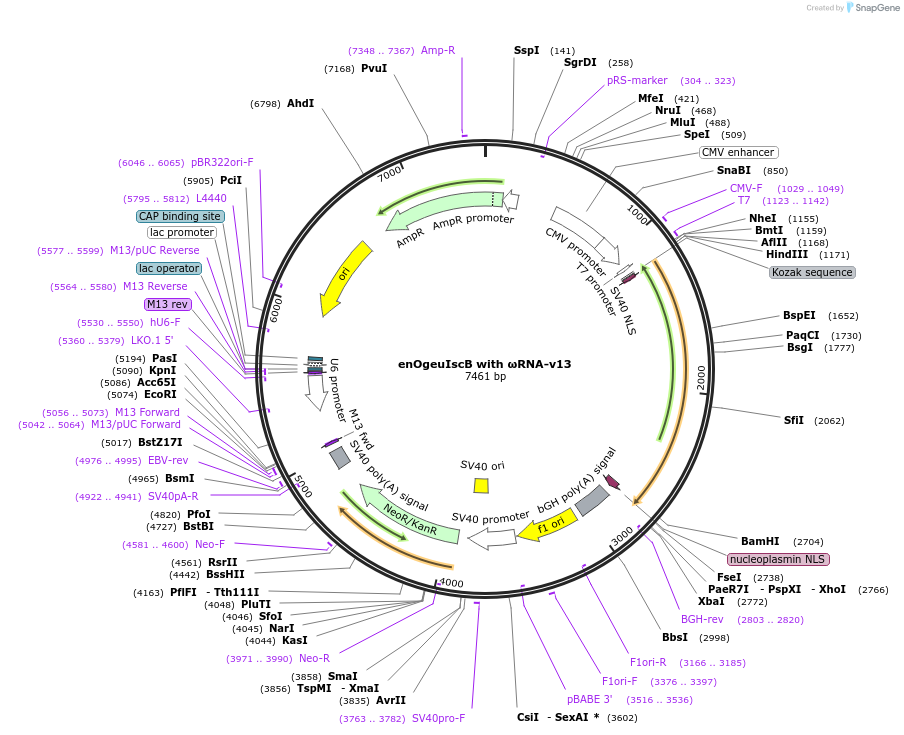 220940-plasmid-map-sequence-id-443125