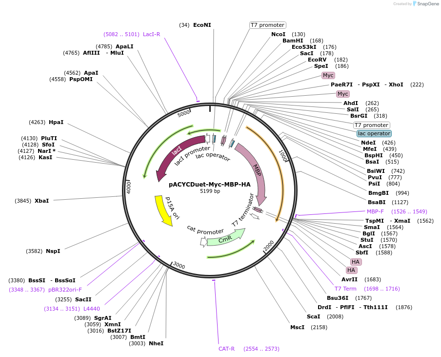 222711-plasmid-map-sequence-id-443128