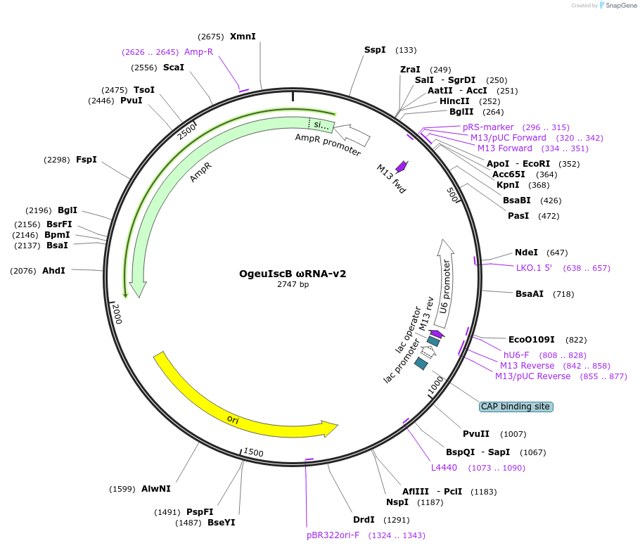 220958-plasmid-map-sequence-id-443130