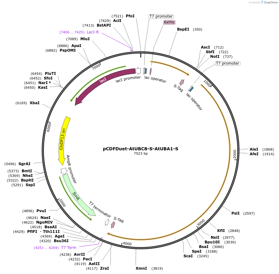 222714-plasmid-map-sequence-id-443132