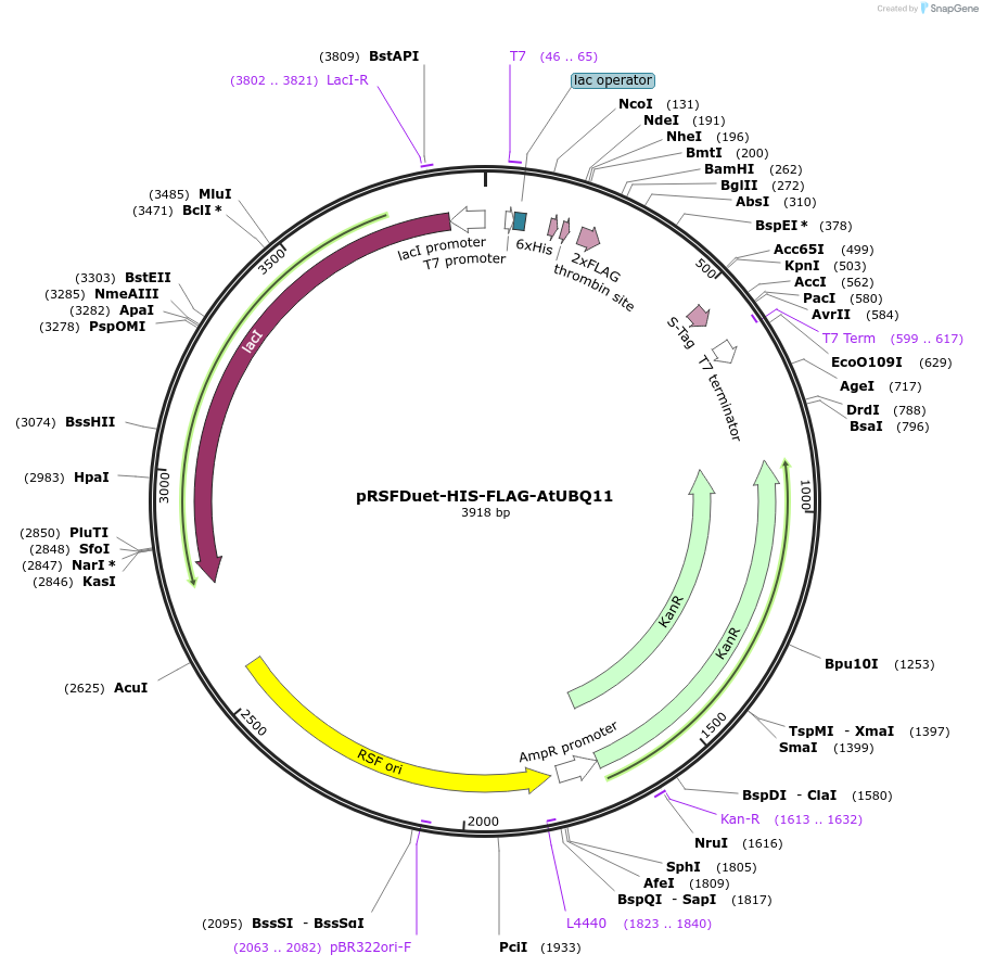 222720-plasmid-map-sequence-id-443133