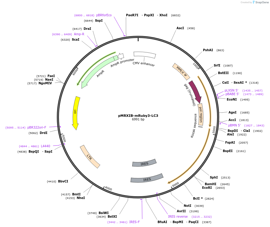 221738-plasmid-map-sequence-id-443149