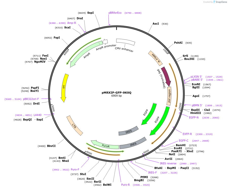 221739-plasmid-map-sequence-id-443150