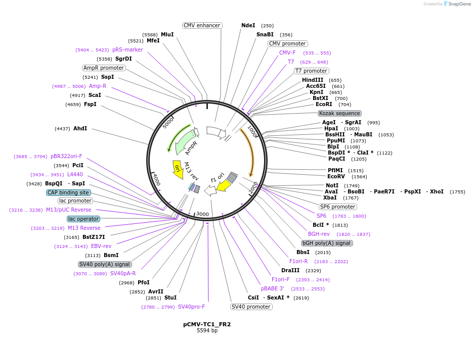 217156-plasmid-map-sequence-id-443155