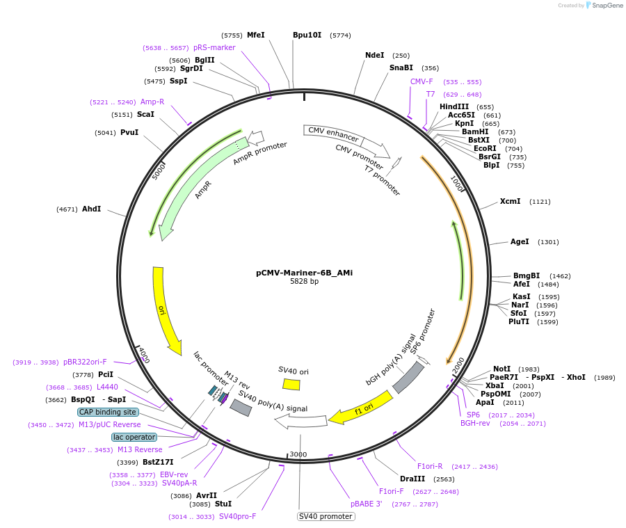 217157-plasmid-map-sequence-id-443157