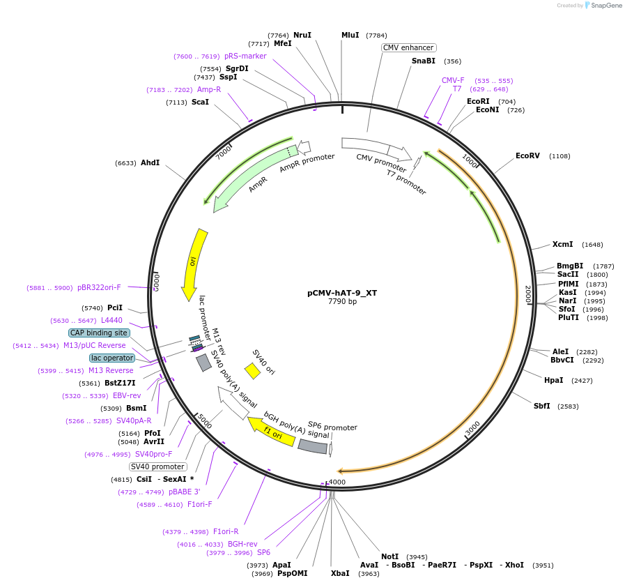 217159-plasmid-map-sequence-id-443164