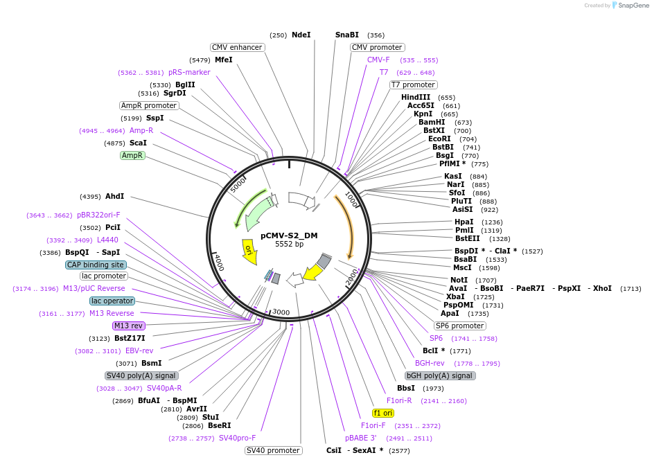 217161-plasmid-map-sequence-id-443166