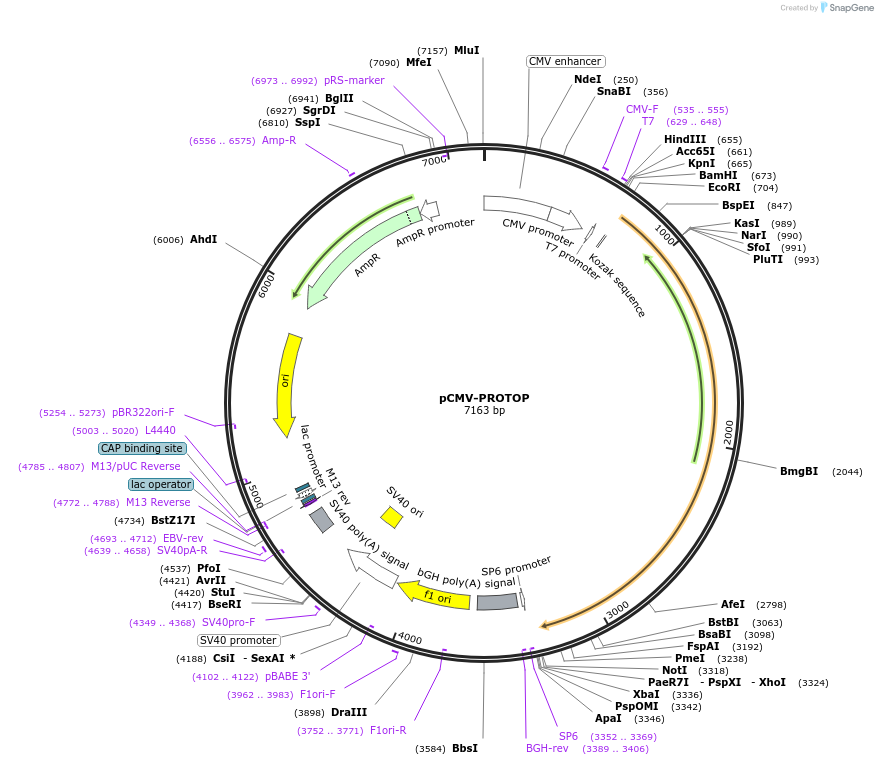217162-plasmid-map-sequence-id-443167