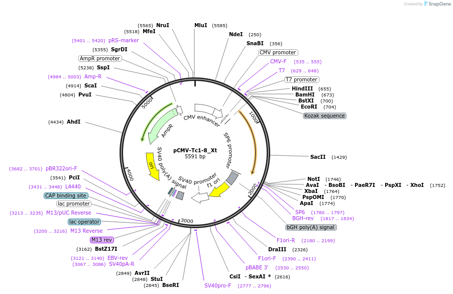 217163-plasmid-map-sequence-id-443170