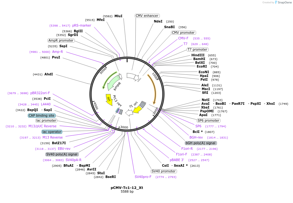 217164-plasmid-map-sequence-id-443171