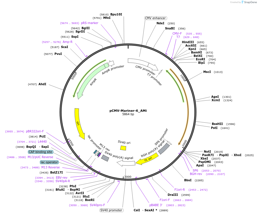 217165-plasmid-map-sequence-id-443172