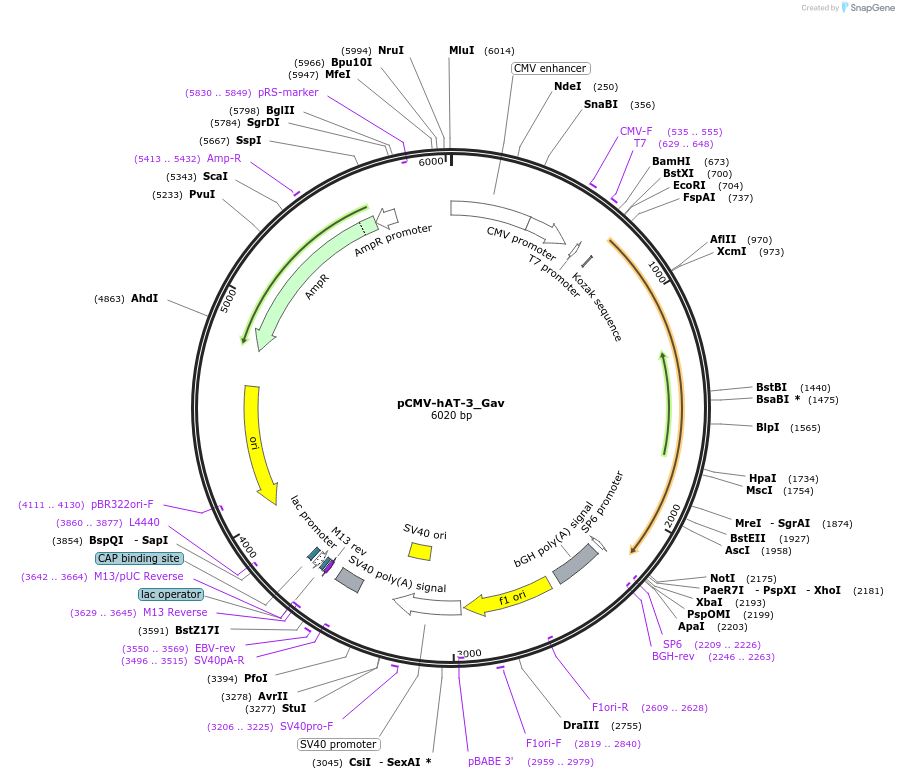 217166-plasmid-map-sequence-id-443173