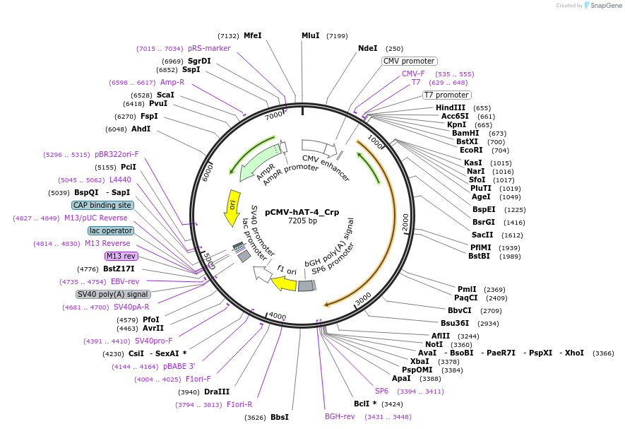 217168-plasmid-map-sequence-id-443175