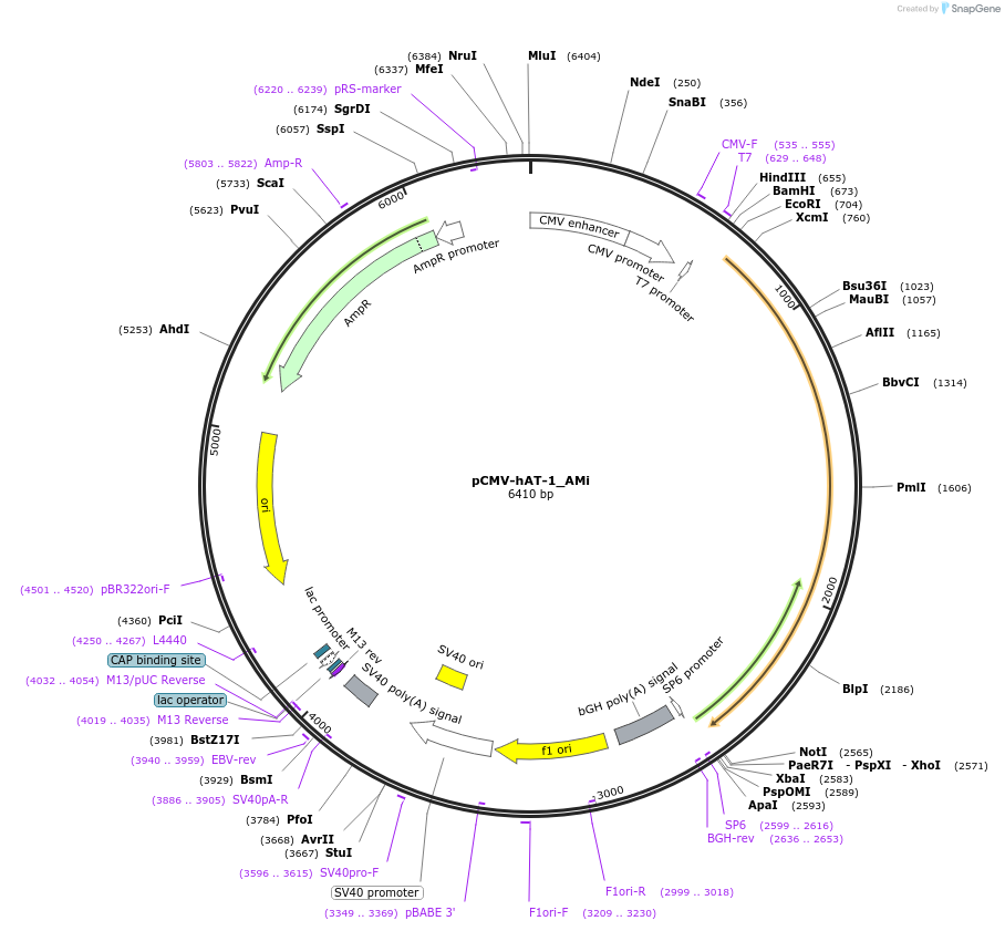 217170-plasmid-map-sequence-id-443177