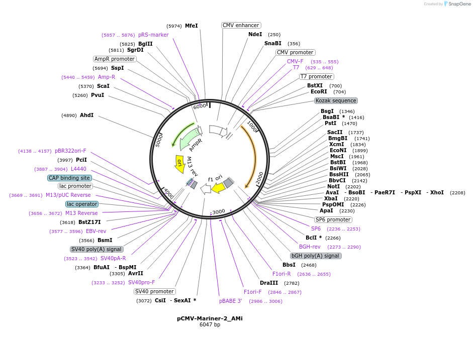 217171-plasmid-map-sequence-id-443179
