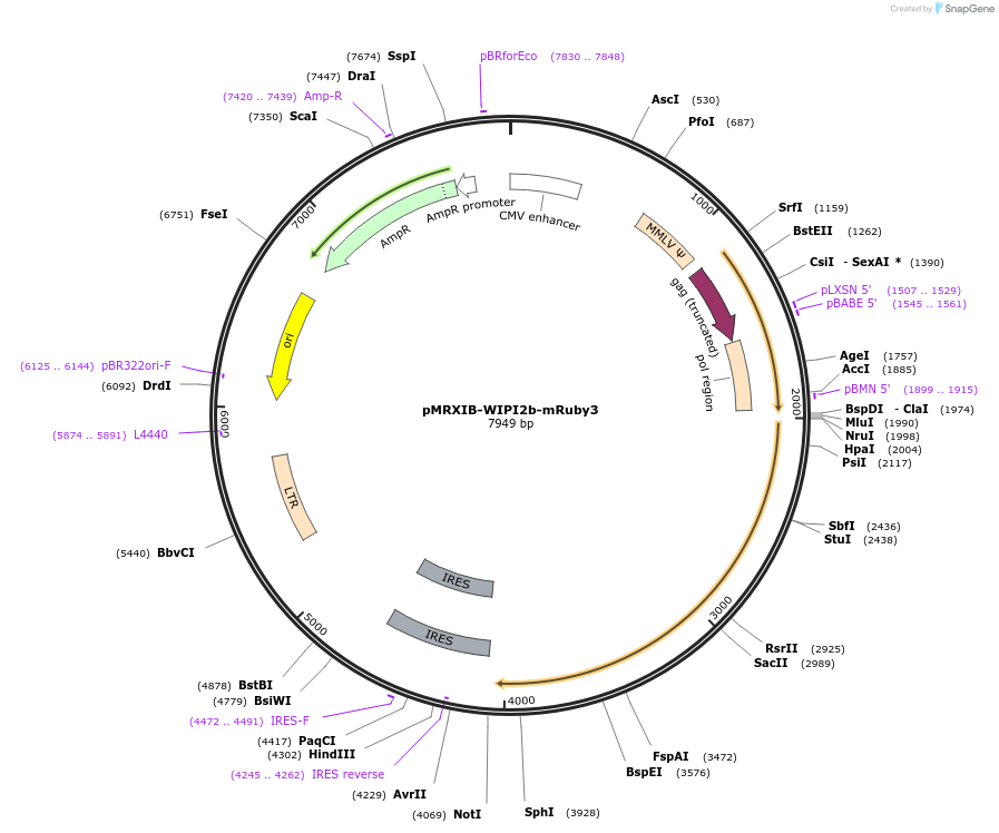 221749-plasmid-map-sequence-id-443186