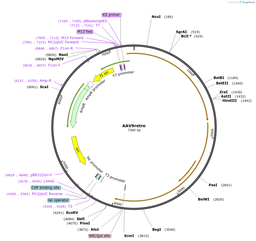 224687-plasmid-map-sequence-id-443194