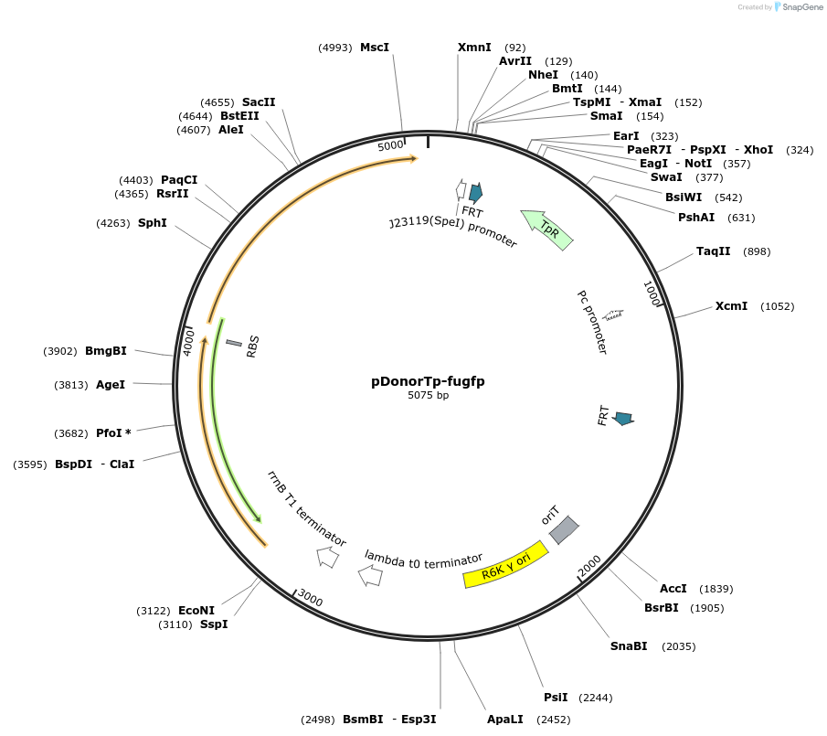 211790-plasmid-map-sequence-id-443284
