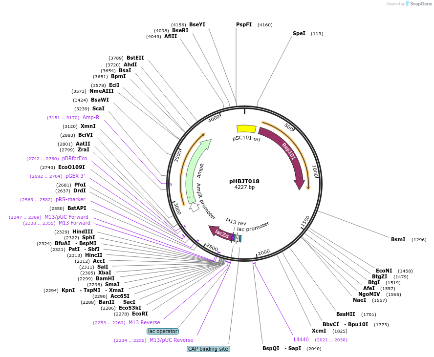 225169-plasmid-map-sequence-id-443286