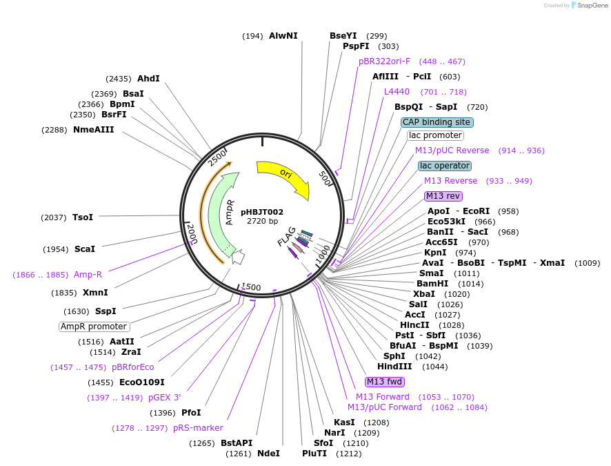 225153-plasmid-map-sequence-id-443288