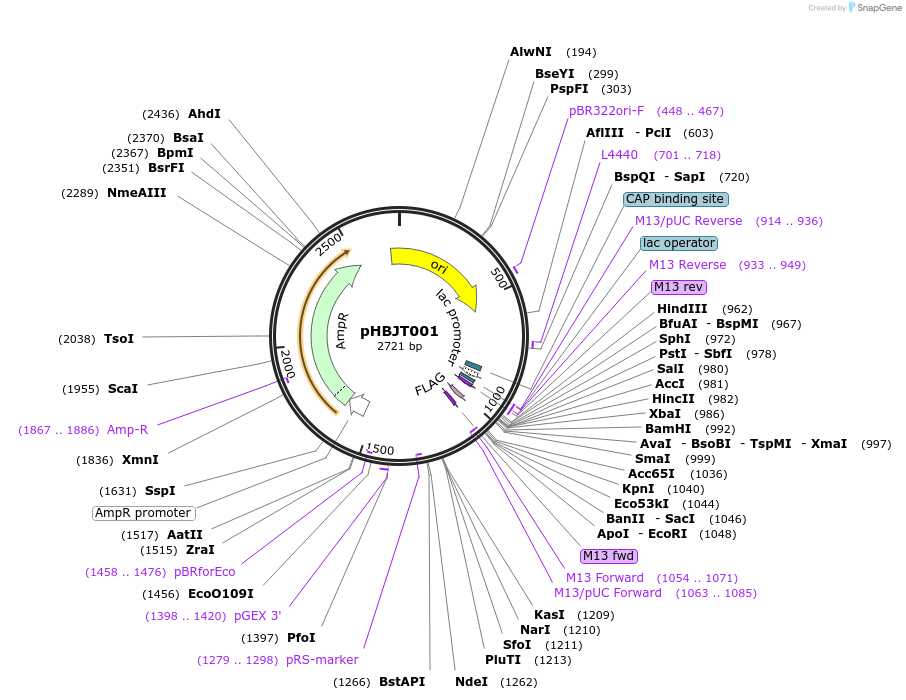 225152-plasmid-map-sequence-id-443289