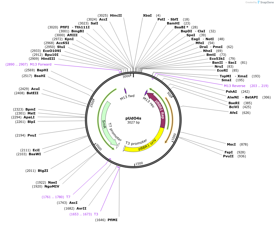 210241-plasmid-map-sequence-id-443291