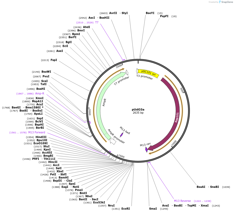 210228-plasmid-map-sequence-id-443295