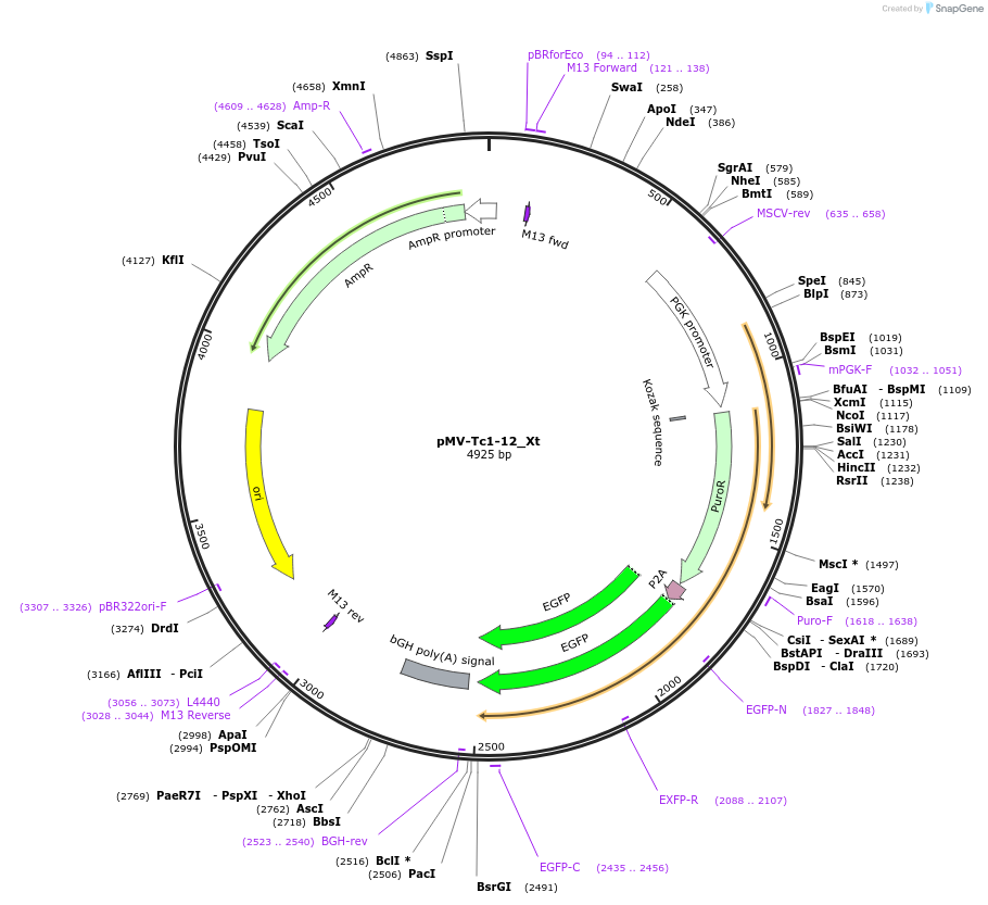 217093-plasmid-map-sequence-id-443298