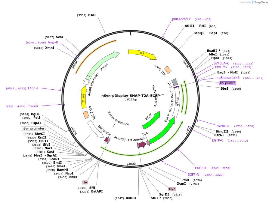 223503-plasmid-map-sequence-id-443301